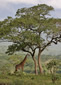 Masai Giraffe standing