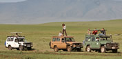 Safari vehicles waiting