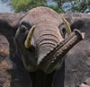 An aggressive elephant
