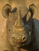 Black Rhinoceros portrait