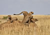Cheetah family on termite mound