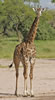 Giraffe at Tarangire