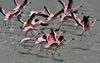 Greater Flamingos taking off from shallow pond