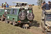 Leopard roaming under safari vehicles