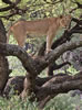 Lioness high in tree at Lake Manyara