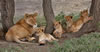 Lioness with four cubs