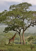 Masai Giraffe standing under tree