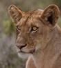 Portrait of an alert Lioness