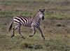Running Zebra