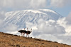 Three Ostrich silhouetted in front of snowy Mt. Kilimanjaro